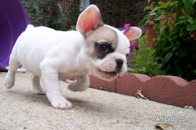 Hi, i have beautiful french bulldog puppies for sale. Dream French Bulldogs Puppies Dogs Puppies For Sale In Brits North West Africada Com Mobile 18782