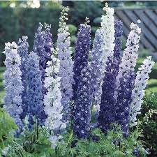 Blue Brothers Delphinium Duo Etsy Delphinium Plant Bulb Flowers Beautiful Flowers