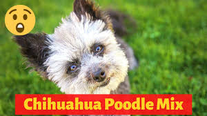 Check spelling or type a new query. Interesting And Shocking Facts About The Chihuahua Poodle Mix Youtube