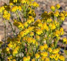 Image result for Mellera lobulata