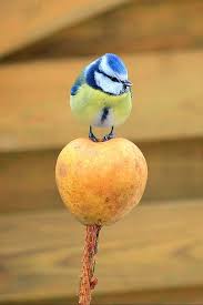 Hier finden vögel auch im winter stängel, blütenreste und fruchtstände mit samen sowie zahlreiche. 10 Ideen Um Geld Beim Vogelfutter Zu Sparen Freudengarten