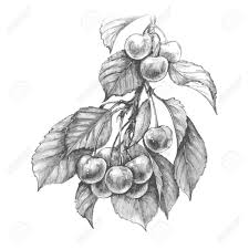 Hand Drawn Sweet Cherry Branch With Berries And Leaves Isolated On White Background Monoch Pencil Drawings Of Nature Pencil Drawings Of Flowers Fruits Drawing
