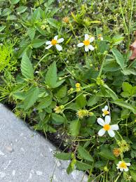 Image result for Bidens sp.no.1