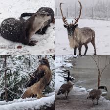 Shubenacadie sam, the groundhog at the shubenacadie wildlife park, has not seen his shadow and according to legend that means spring will come early. Shubenacadie Sam On Twitter This Nsstorm Doesn T Bother These Hearty Canadian Animals Happysnowday