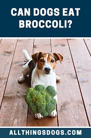 Can Dogs Eat Broccoli In 2020 Can Dogs Eat Dog Eating Premium Dog Food