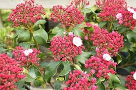 Image result for Meiosperma bracteatum