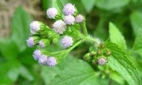 Batu ginjal adalah kondisi yang ditandai dengan terbentuknya kristal mineral dan garam sehingga menjadi keras atau menyerupai batu di dalam ginjal. Sering Tumbuh Liar Di Pinggir Jalan Siapa Sangka Tanaman Ini Ternyata Bisa Jadi Obat Untuk Ginjal Dan Pneumonia Semua Halaman Nakita