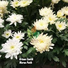 Ini karena bentuk bunga tersebut memiliki warna. Pin Di Flowers