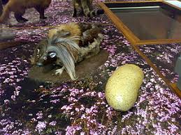 5,427 likes · 1 talking about this · 9,517 were here. Wild Haggis Wikipedia