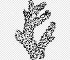 Free coloring pages, coloring book, printable coloring pages. Coloring Book Ocean Png Images Pngwing