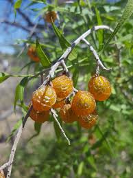 Image result for Sapindaceae