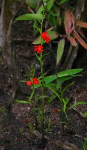 Image result for Striga asiatica