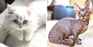 Sie sind in deutschland noch relativ selten und unterscheiden sich in ihrem erscheinungsbild deutlich von anderen katzenrassen. Diese Sieben Wunderschonen Katzenrassen Stammen Alle Von Der Munchkin Ab Holidog Times Deutschland