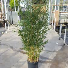 Check out all bestselling seeds & garden tools for affordable prices. Large Established 10 Litre Golden Bamboo Plant Bamboo Aureosulcata Aureocaulis Instant Impact Plants Minimum Delivery Height Inclusive Of Pot 170cm Highest Quality Buy Online In El Salvador At Elsalvador Desertcart Com Productid 128401826