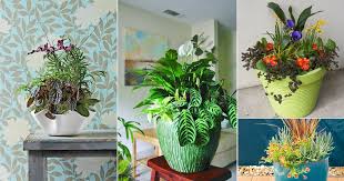 Be careful not to overwater your snake plant, as this can lead to rotting. 13 Houseplant Combination Ideas Balcony Garden Web