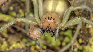 Image result for yellow sac spider bite skin