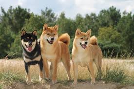 Find shiba inus for sale on oodle classifieds. Shiba Inu For Sale Price Shiba Inu Cost Where To Buy Shiba Inu Puppies