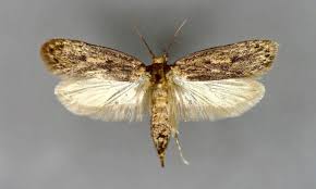 White shouldered house moth eggs. How To Fight Back The Attack Of The Hungry House Moths This Is Money
