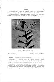 Image result for Pycreus fluminalis