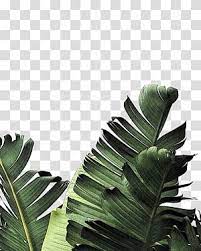 Choose from 2300+ palm leaves graphic resources and download in the form of png, eps, ai or psd. Banana Tree Banana Leaf Frond Palm Leaf Manuscript Creative Green Leaves Transparent Background Png C Tree Photoshop Leaf Background Paper Background Texture