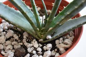 Image result for Aloe suprafoliata