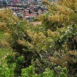 Image result for Ozoroa paniculosa