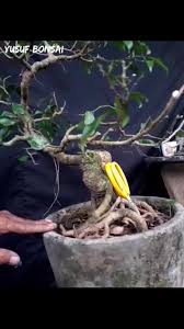 Yusuf Bonsai Pemangkasan Part 19 Bonsai Beringin Sungsang