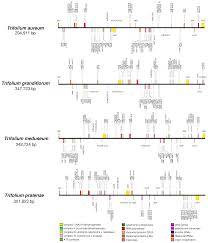Image result for Trifolium semipilosum
