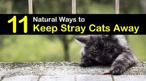11 Natural Ways To Keep Stray Cats Away