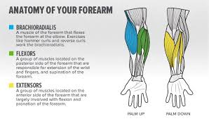 Arm or hand numbness or tingling. Best Forearm Exercises 10 Exercises For Building Mass Fitness Volt