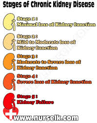 The investigation of the patient with suspected renal disease usually requires assessment of both structure and function of the kidneys. Stages Of Chronic Kidney Disease Nurselk Com