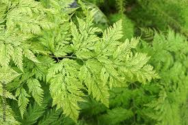 Image result for Davalliaceae