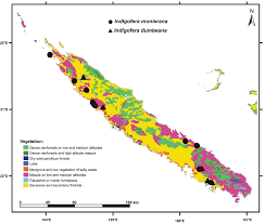Image result for Indigofera sp.nov. aff. I chimanimaniensis