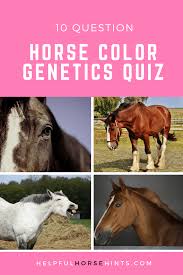 Horse Color Genetics Quiz 10 Question Helpfulhorsehints Com Horse Coloring Horses Horse Quizzes