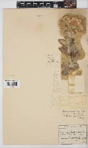 Image result for Helichrysum mechowianum