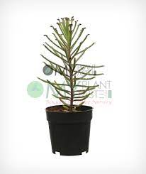 If you are looking for superior quality artificial plants from a seller based in australia, take a look through our extensive range. Mother Of Thousands Chandelier Plant Myplantmytaste
