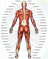 Low back muscle spasming is common because lumbar extensor muscles must contract eccentrically, isometrically, and concentrically whenever we bend lower back pain most commonly comes from a muscle strain or lumbar strain. Human Anatomy Charts Google Search Human Muscle Anatomy Human Body Muscles Anatomy Organs