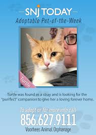 Snj Today S Adoptable Pet Of The Week Is Turtle Turtle Is A 3 Year Old Domestic Shorthair Cat With Orange Animal Shelter Adoption Animal Shelter Cat Adoption