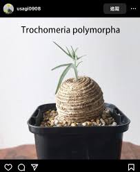 Image result for Trochomeria polymorpha