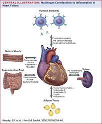 Learn more about heart inflammation. Inflammation In Heart Failure Jacc State Of The Art Review Sciencedirect