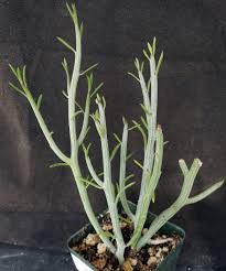 Image result for Senecio sp.no.2