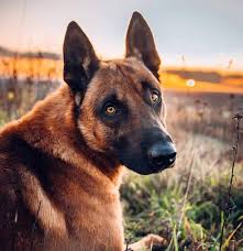 Hani osmane 312 views1 year ago. Dog Royal Malinois Algerie Home Facebook