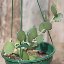 Let it dry before watering min. Silver Dollar Vine Ezy Care Succulents