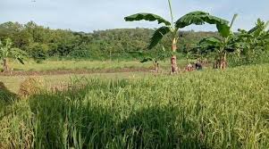 Sawah indonesia by ngoeg on deviantart. Padi Mulai Menguning Website Candirejo