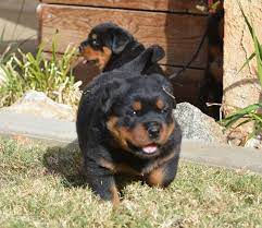 His intelligence, endurance and willingness to work make him suitable as a police dog, herder, service dog, therapy dog, obedience competitor and devoted companion. Rottweiler Puppy Price Mumbai Rottweiler Puppy For Sale In Mumbai Premium Pet House