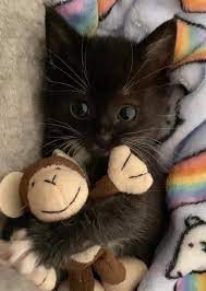 Bekijk meer ideeën over schattige dieren, dieren, schattig. 16 Foto S Van Schattige Dieren Die Gewoon Niet In Slaap Kunnen Vallen Zonder Hun Favoriete Knuffelbeest Bekijkdezevideo Nl