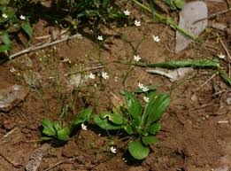 Image result for Paramollugo nudicaulis