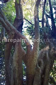 Image result for Canthium inerme