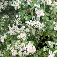 Image result for Pilea microphylla