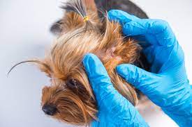 For your convenience, we have a 2nd location at 6000 potrero avenue, el cerrito, ca 94530. Pet Emergency Faq Veterinarian Oakland Park Animal Hospital Oakland Park Animal Hospital Veterinarians